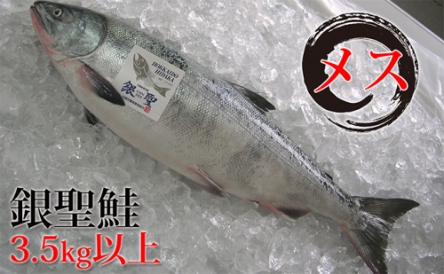 日高産銀聖鮭【生】3.5kg以上（メス） 34353 - 北海道えりも町