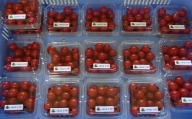豊橋市立くすのき特別支援学校の生徒たちが栽培したミニトマト（手作り作業製品付き）[T113]
