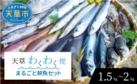 S059-004_天草わくわく便 まるごと鮮魚セット