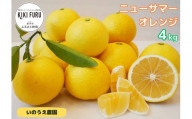 カネエの西宇和産　越冬完熟ニューサマーオレンジ ４kg