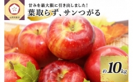 9月 りんご 10kg 葉とらず サンつがる 青森  【2022年 リンゴ 林檎 果物 】