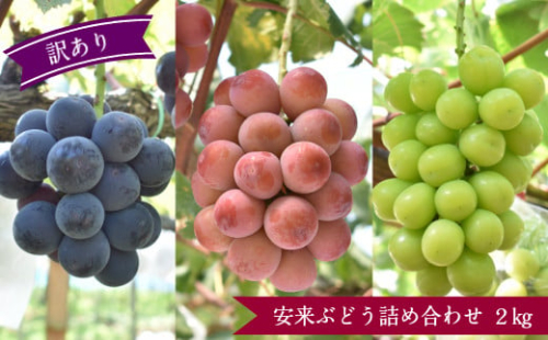 【　訳あり　】 安来ぶどう　2kg　【3～4房 数量限定 期間限定 おまかせ 厳選】