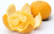 [2024年2月下旬発送開始]甘夏みかん 8kg みかん オレンジ 柑橘