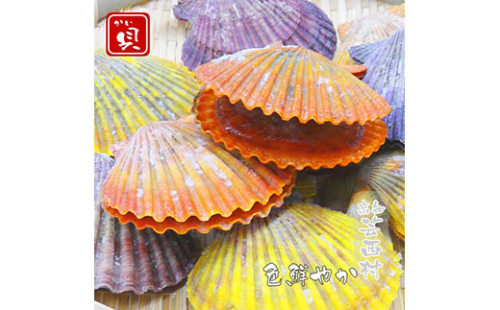 KYF013　長太郎貝（ヒオウギガイ）１０個入 34984 - 高知県芸西村