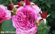 【R6年2月以降発送】バラ鉢植え「クランベリーソース」