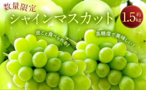 長崎県産 シャインマスカット 約1.5kg ぶどう フルーツ【2025年8月下旬‐9月下旬迄発送予定】