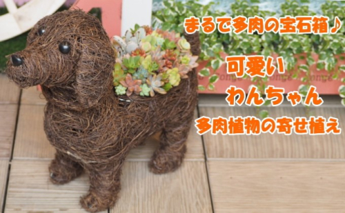 まるで多肉の宝石箱♪チビわんこの多肉植物 寄せ植え（1個） インテリア ガーデニング 玄関 置物 犬 イヌ 犬の置物  354575 - 福岡県朝倉市