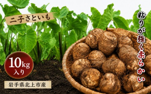 【予約受付 R8年産10月発送予定 】さといも 10kg 2L・3L サイズ 秋の味覚 北上市二子産 二子 ふたご 里芋もちもち 芋の子 特産品 季節 産地直送 贈り物 贈答 食物繊維 低カロリー 煮物 汁物 岩手県 北上市 D0287 355177 - 岩手県北上市