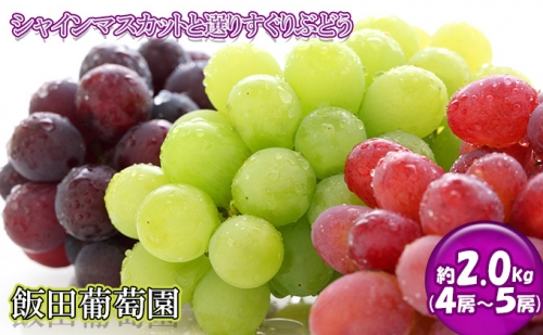 飯田葡萄園　シャインマスカットと選りすぐりぶどうの食べ比べセット　約2.0kg（4房～5房） 355327 - 茨城県常総市