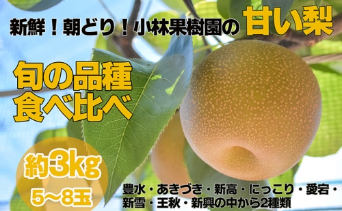 先行予約 梨 新鮮！朝どり！小林果樹園の甘い梨 旬の品種 食べ比べ 5～8玉