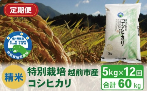 【定期便12回】（令和5年度新米 精米）特別栽培 越前市産コシヒカリ 5kg×12回