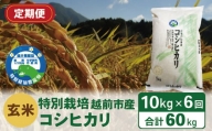 【定期便6回】（令和5年度新米 玄米）特別栽培 越前市産コシヒカリ  10kg×6回