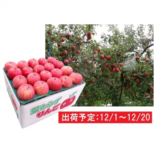 年内 津軽産 家庭用葉取らずサンふじ約10kg