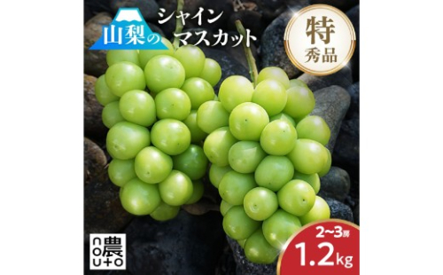 【2026年発送★先行予約】シャインマスカット 約1.2kg 2～3房 154-007 | フルーツ 果物 高評価 人気 ランキング おすすめ 甘い 美味しい デザート 数量限定 送料無料 山梨県産 笛吹市　種なしぶどう 「販売」 KEIPE株式会社