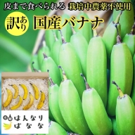 【訳あり】国産バナナ 1kg 皮まで食べられる 『京都はんなりばなな』《栽培期間中農薬不使用 京都初 亀岡産 希少 規格外》※離島への配送不可