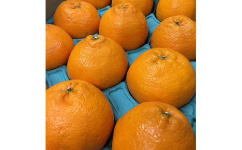 和歌山産 不知火［12玉～24玉］秀品［US63］ 357631 - 和歌山県上富田町