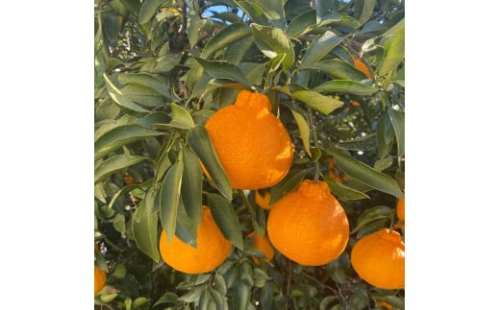 和歌山産 不知火 約3kg ［家庭用］［US64］ 357632 - 和歌山県上富田町