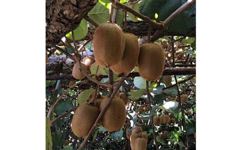 和歌山産 キウイフルーツ 約1.2kg 秀品 ［US62］ 357633 - 和歌山県上富田町