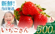 [農薬0への挑戦]朝摘みいちご ( いちごさん ) 500g ( 250g×2パック ) [むらおか農園] 