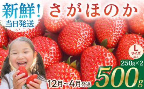 【農薬0への挑戦】朝摘みいちご ( さがほのか ) 500g ( 250g×2パック ) 【むらおか農園】 [HAF022]