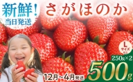[農薬0への挑戦]朝摘みいちご ( さがほのか ) 500g ( 250g×2パック ) [むらおか農園] 