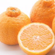 ＜1月発送＞不知火(デコポン)2.5kg