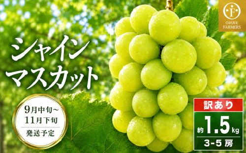 【 訳あり 】シャインマスカット 約1.5kg  3～5房 ［おぶせファーマーズ］家庭用 果物 フルーツ ぶどう 規格外 不揃い 傷 令和8年産 【2026年9月中旬～11月下旬発送】［F-42］