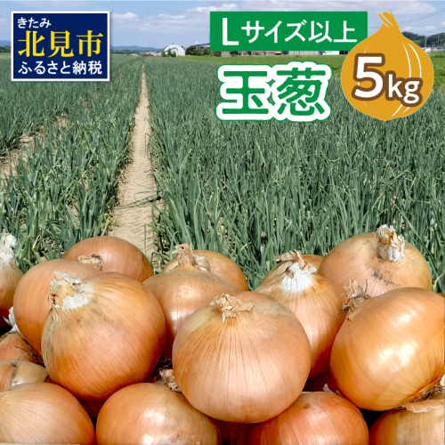 【予約：2024年10月中旬から順次発送】玉葱 5kg Lサイズ以上 ( たまねぎ 玉ねぎ タマネギ 5キロ 野菜 北海道産 ふるさと納税 玉ねぎ生産量日本一 北見市 )【148-0002-2024】 358813 - 北海道北見市