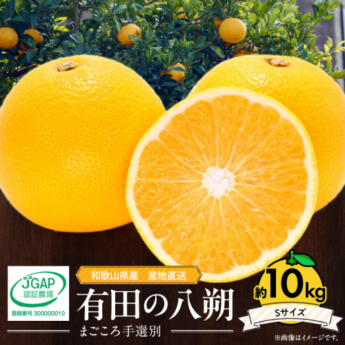 ZE6073n_【2026年先行予約】有田の八朔 (はっさく) 10kg（Sサイズ）まごころ手選別 358830 - 和歌山県湯浅町