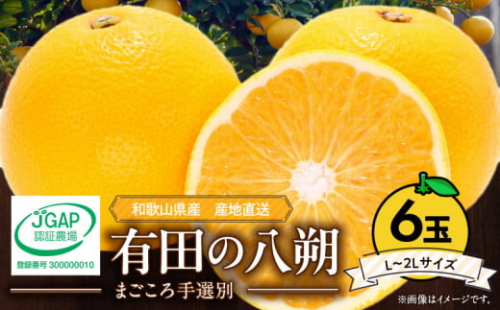 ZE6306n_【2026年先行予約】有田の八朔 (はっさく) 1.5kg　6玉（L～2Lサイズ）まごころ手選別 358972 - 和歌山県湯浅町