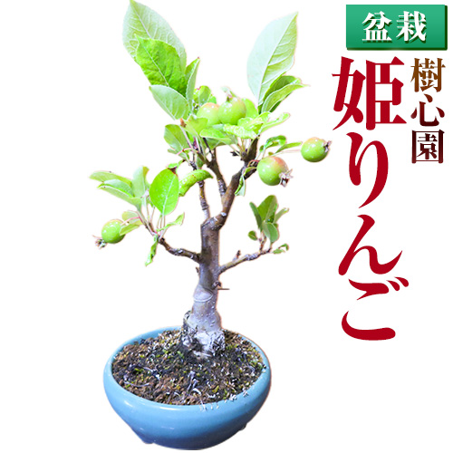 H-1 姫りんご盆栽実生樹齢 10年日本産