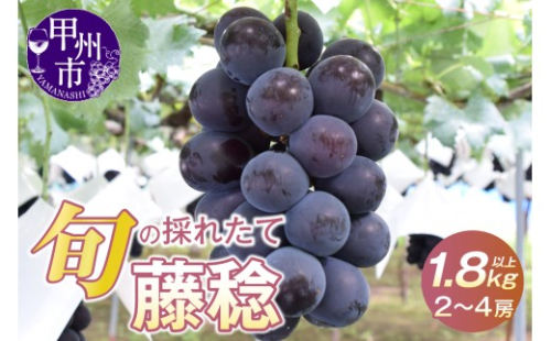大玉！果汁たっぷり！！旬の採れたて藤稔 1.8kg以上（2房～4房）【2026年発送】（HO）B12-147【藤稔 ぶどう 葡萄 ブドウ 令和8年発送 期間限定 山梨県産 甲州市 フルーツ 果物】