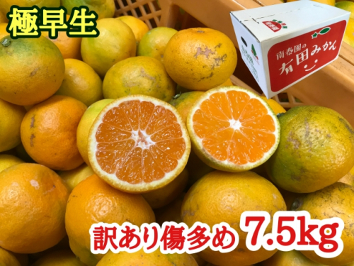 【訳あり傷多め】極早生・有田みかん 約7.5kg（サイズおまかせ）_ZF6011n 362593 - 和歌山県湯浅町