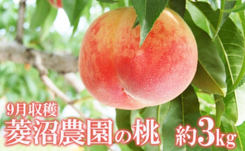 No.1773菱沼農園 9月収穫の桃　品種お任せ3kg【2022年発送】