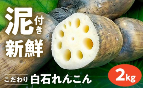 【農家直送！】 れんこん（泥付き） 2kg 【れんこんの家やました】/  2026年8月～発送 レンコン 蓮根 2026年産 令和8産年 佐賀県産 白石町産 野菜 根菜 高品質 九州 佐賀県 白石町  白石 [IAW002] 365052 - 佐賀県白石町