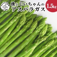 【B1-127】僕とじいちゃんのアスパラガス1.5kg  アスパラガス 朝採れ新鮮 新鮮 野菜 期間限定