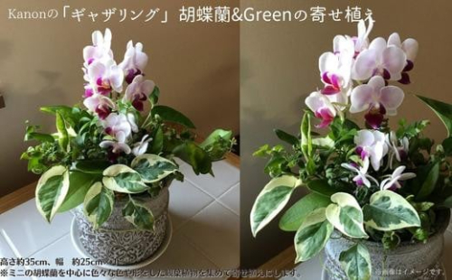 No 3 Kanonの ギャザリング 胡蝶蘭 Greenの寄せ植え 茨城県利根町 Au Pay ふるさと納税