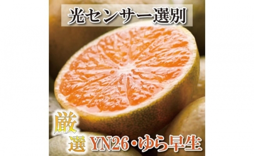 厳選 極早生有田みかん 5kg+150g（傷み補償分）YN26 ゆら早生＜2024年9月より発送＞ 365585 - 和歌山県那智勝浦町