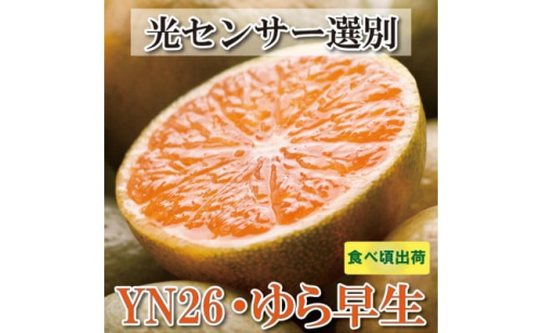 家庭用 極早生有田みかん 5kg+150g（傷み補償分）YN26 ゆら早生 訳あり＜2024年9月より発送＞ 365586 - 和歌山県那智勝浦町