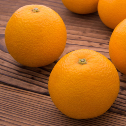 【農家直送】濃厚八朔（ご家庭用）3kg | 有田 柑橘 フルーツ みかん オレンジ 産地直送 はっさく 366137 - 和歌山県美浜町