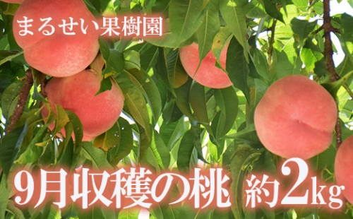 No.1601まるせい果樹園　もも晩生種　品種おまかせ　9月収穫　約2kg【2022年発送】