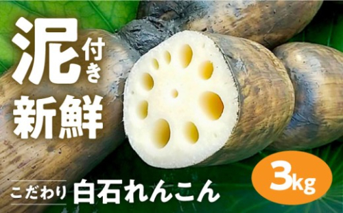 【農家直送！】 れんこん（泥付き） 3kg 【れんこんの家やました】/ 2026年8月～発送 レンコン 蓮根 2026年産 令和8産年 佐賀県産 白石町産 野菜 根菜 高品質 九州 佐賀県 白石町  白石 [IAW006] 366685 - 佐賀県白石町