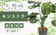 【観葉植物】モンステラ70cm～90cm/黒シュエット鉢(鎌ヶ迫園芸場)
