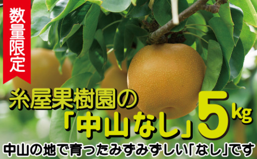 【数量限定】糸屋果樹園の「中山なし」5kg 75P3403　/ 梨 ナシ 和梨 幸水 豊水  果物 くだもの フルーツ 東北 秋田 大館 中山地区 中山なし 中山梨 なかやまなし 