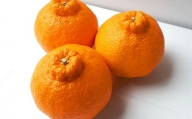 [先行受付][2024年3月上旬より順次発送予定]宇城市産 不知火 木村果樹園 5kg 柑橘 果物