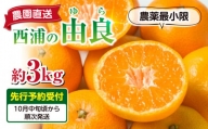 【予約受付】 みかん 由良 3kg 西浦 蜜柑 柑橘 オレンジ 減農薬