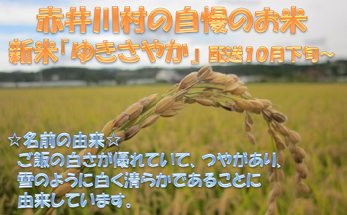 （５ｋｇ）石川農園の新米「ゆきさやか（精米）」：配送１０月下旬～ 371543 - 北海道赤井川村