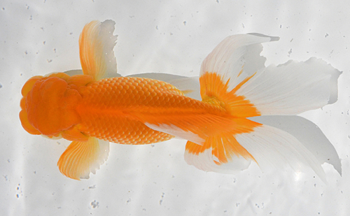 日本オランダ獅子頭（鑑賞・練習用） 生き物 金魚 魚  37342 - 香川県東かがわ市