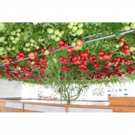 【定期便：全2回】えこりん村 大きなトマトの木のとまとジュース 190g×20本【190003】