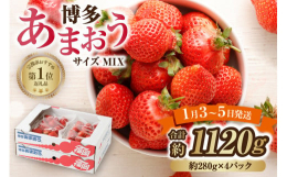 皆大好き！あかい・まるい・おおきい・うまい「博多あまおう」。そんな「博多あまおう」を新年間もない1月3日〜5日に福岡より発送致します！(到着ではなく発送となりますのでご注意ください)大きさや形は様々で